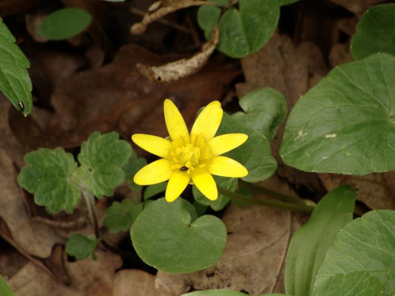 Ficaria (Ficaria)