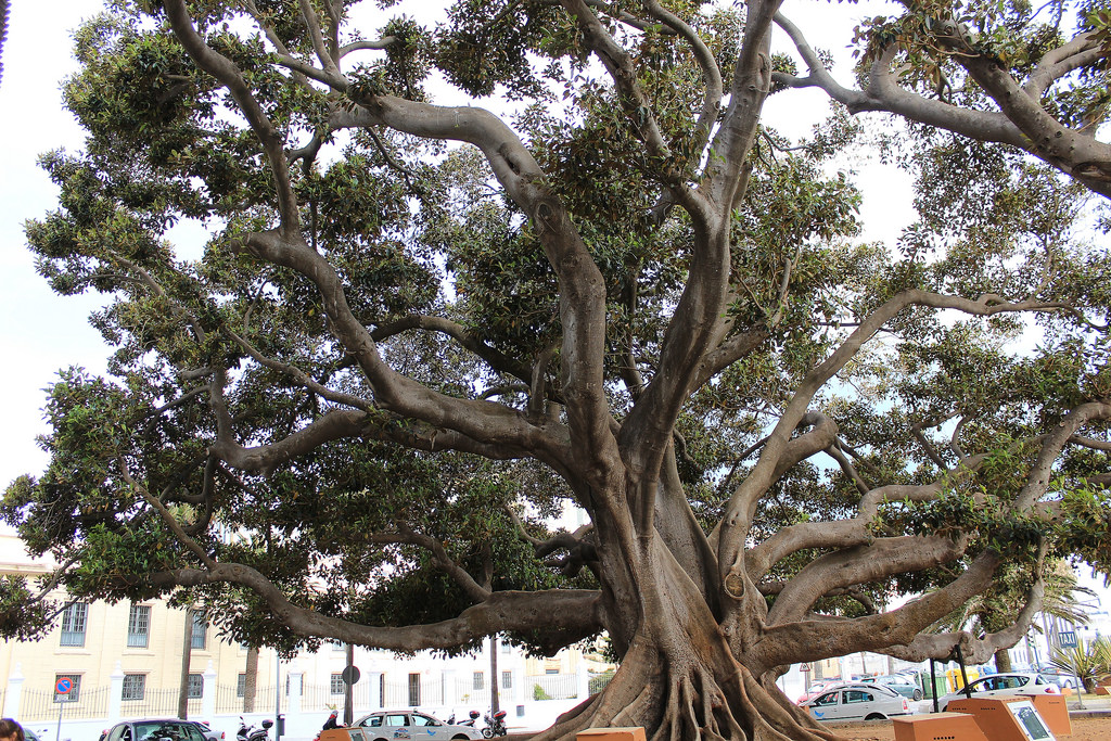 Ficus