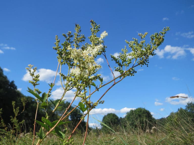 Filipendule (Filipendula)