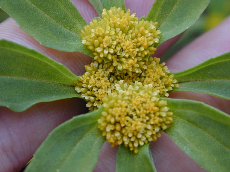 Flaveria (Flaveria)