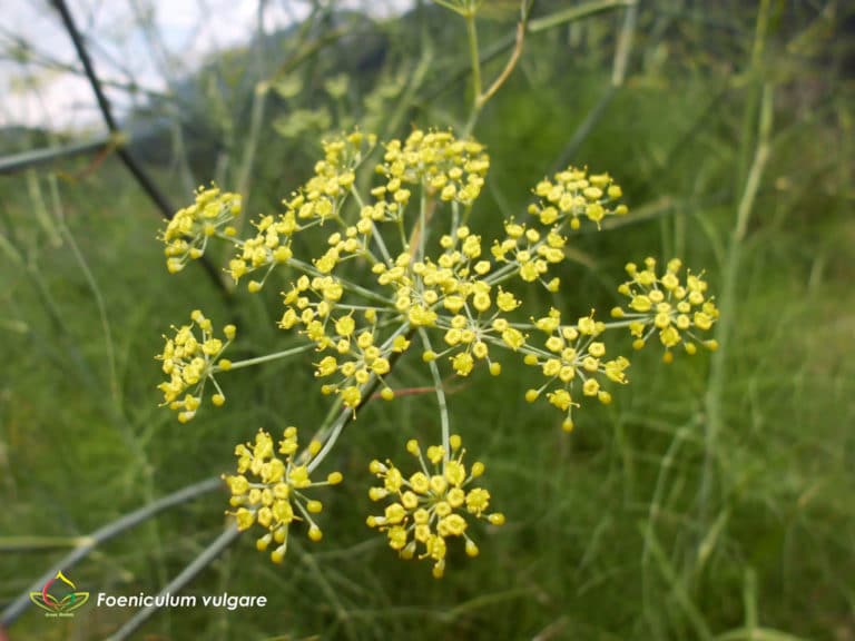 Foeniculum (Foeniculum)