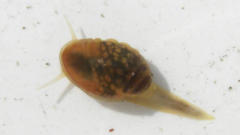 Fontinale (Fontinalis)