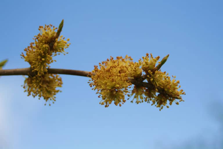 Forestiera (Forestiera)