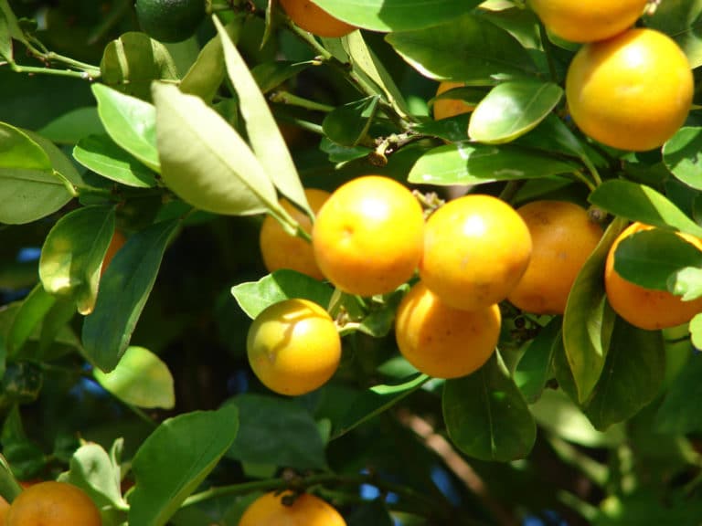 Kumquat (Fortunella)