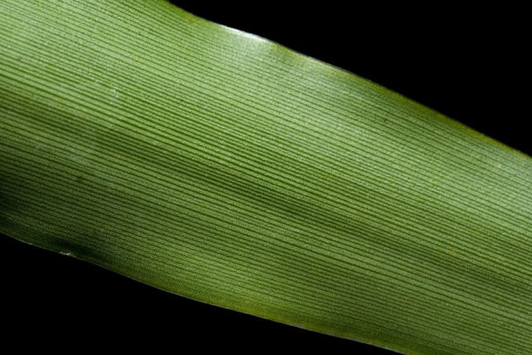 Fosterella (Fosterella)