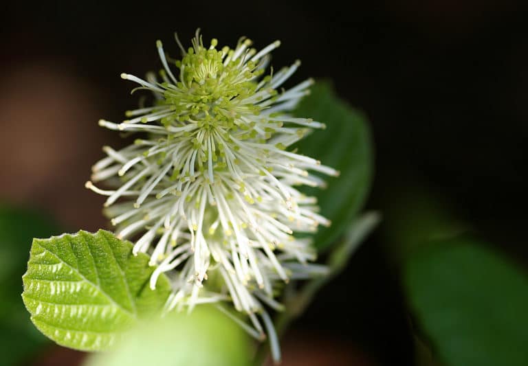 Fothergilla (Fothergilla)