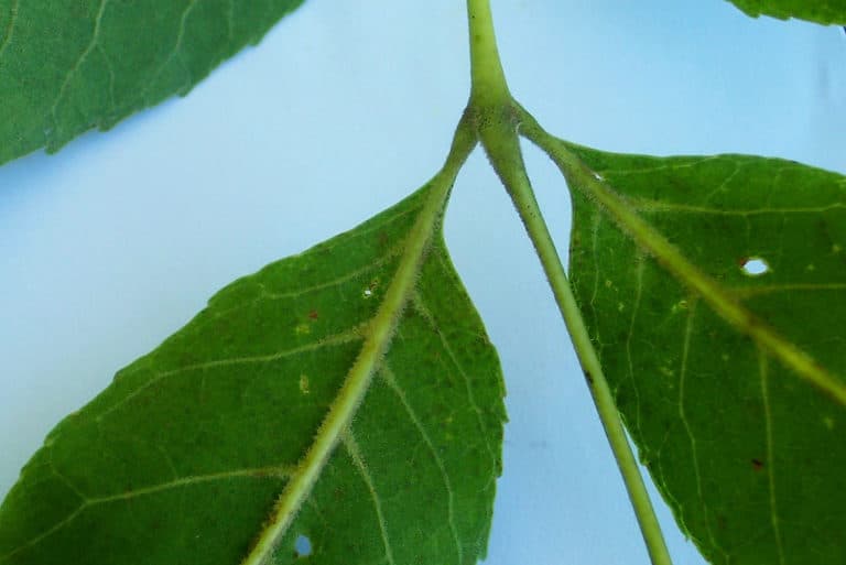 Frêne (Fraxinus)
