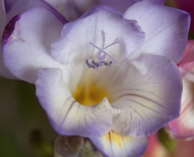 Freesia (Freesia)