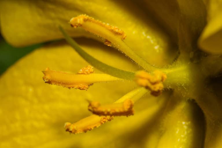 Frémontodendron (Fremontodendron)