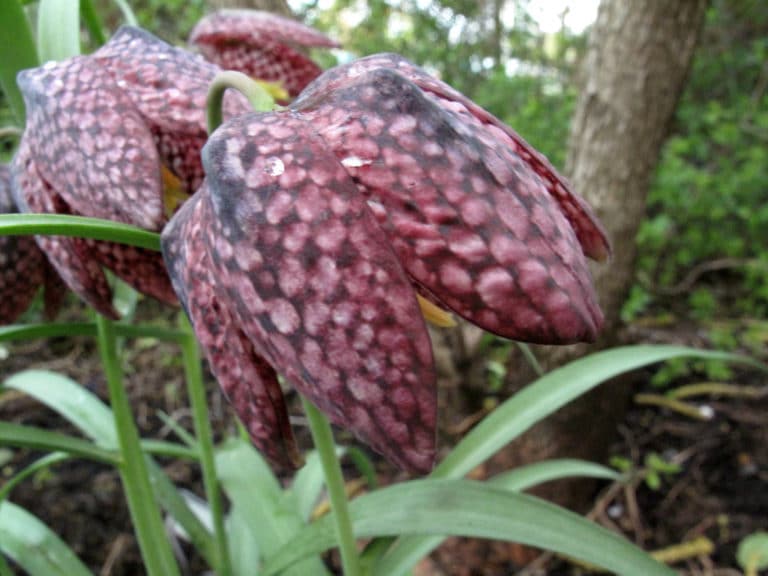 Fritillaire (Fritillaria)