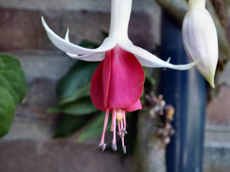Fuchsia (Fuchsia)