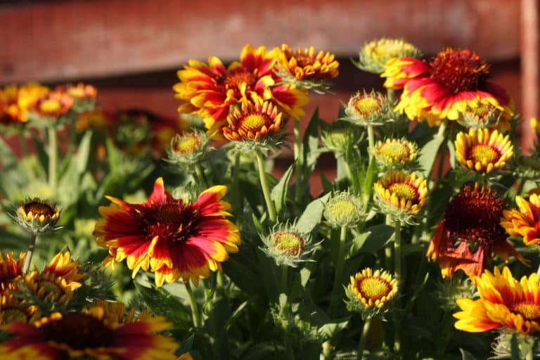 Gaillarde (Gaillardia)