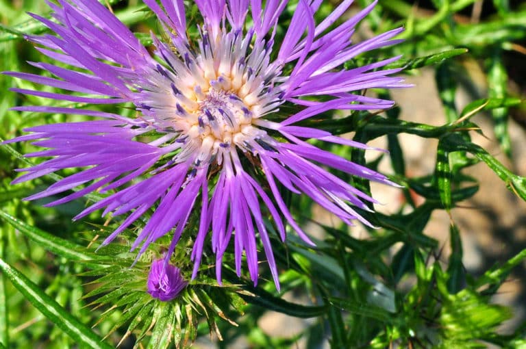 Galactites (Galactites)