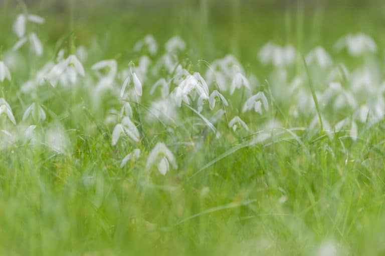 Perce-neige (Galanthus)