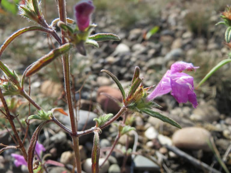 Galeopsis (Galeopsis)