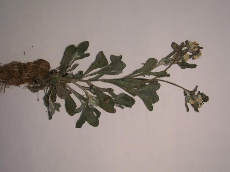 Gamochaeta (Gamochaeta)