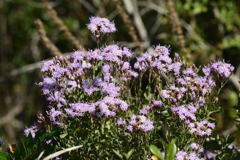 Garberia (Garberia)