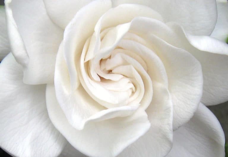 Gardénia (Gardenia)