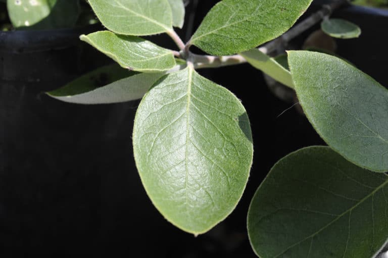Garrya (Garrya)