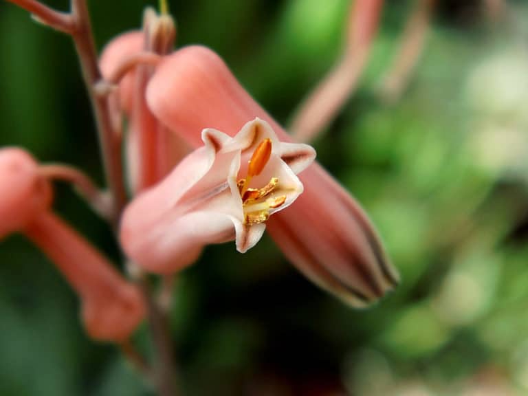 Gasteria (Gasteria)