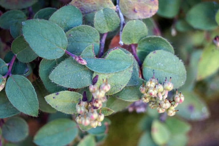 Gaulthérie (Gaultheria)