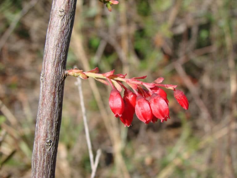 Gaylussacia (Gaylussacia)