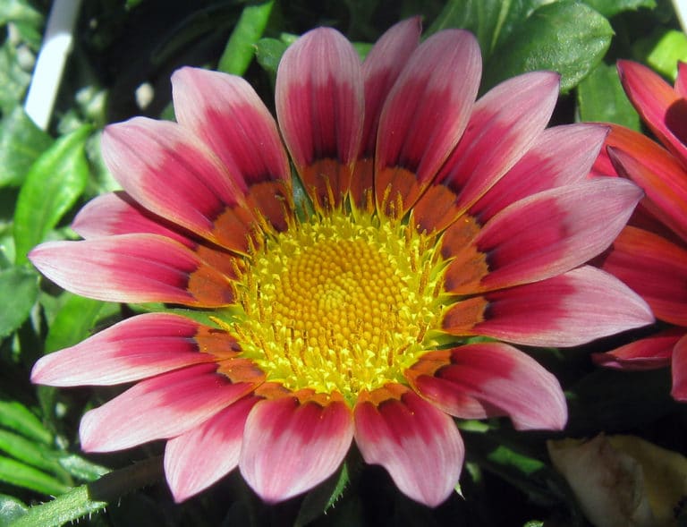Gazanie (Gazania)