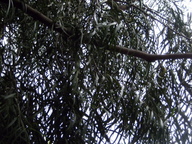 Geijera (Geijera)