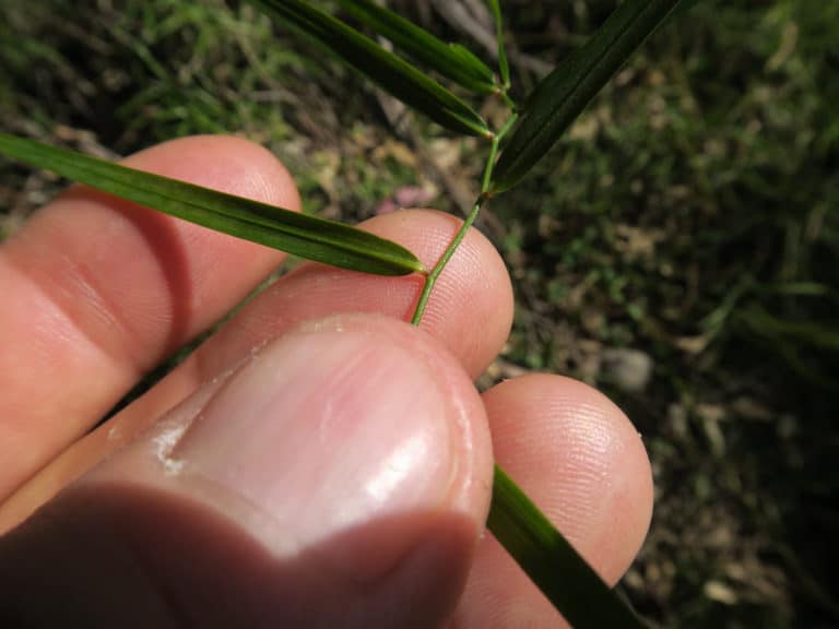 Geitonoplesium (Geitonoplesium)