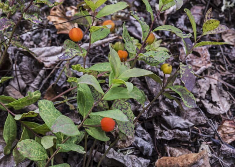 Geocaulon (Geocaulon)