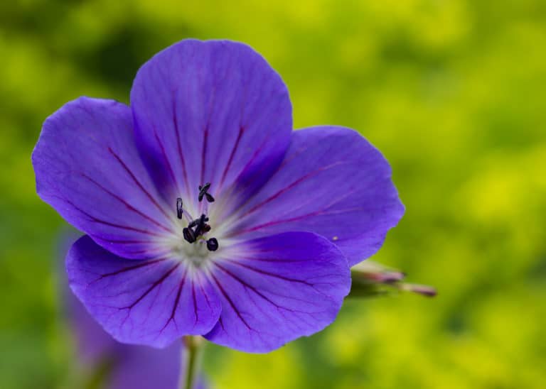 Géranium (Geranium)