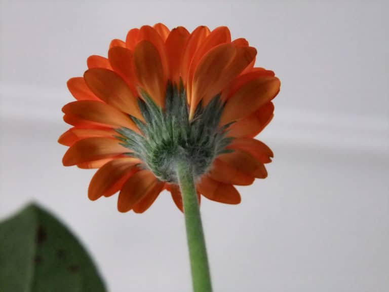 Gerbera (Gerbera)