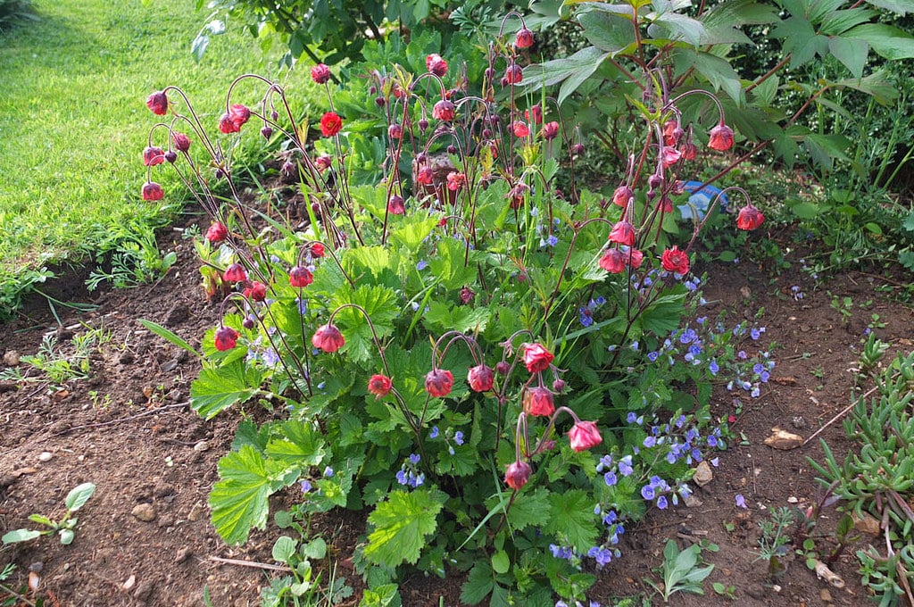 Benoîte (Geum)