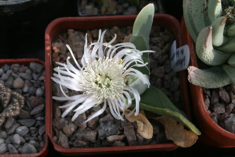Gibbaeum (Gibbaeum)