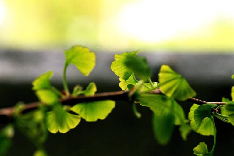 Ginkgo (Ginkgo)