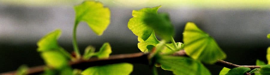 Ginkgo