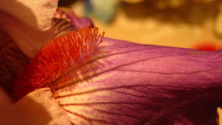 Glaïeul (Gladiolus)