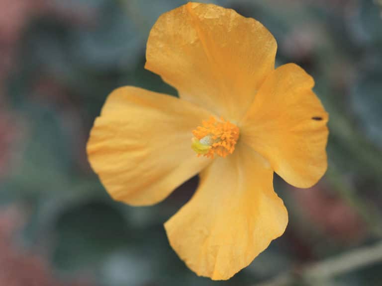 Pavot cornu (Glaucium)