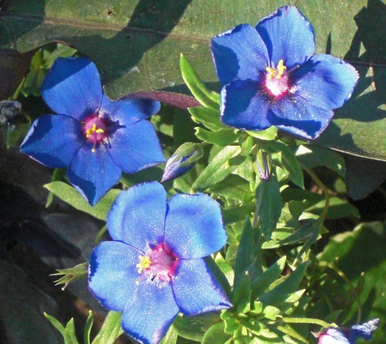 Glaux (Glaux)