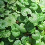 Gléchome (Glechoma)