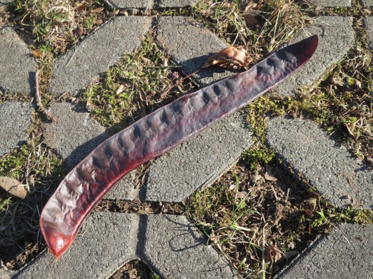 Gleditsia (Gleditsia)