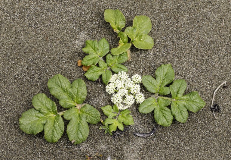 Glehnia (Glehnia)