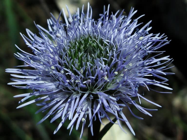 Globulaire (Globularia)
