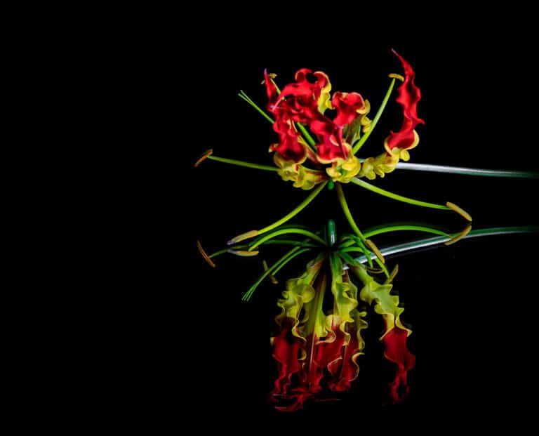 Gloriosa (Gloriosa)