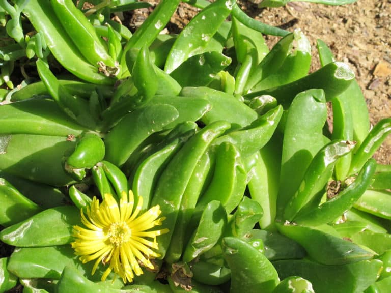 Glottiphyllum (Glottiphyllum)