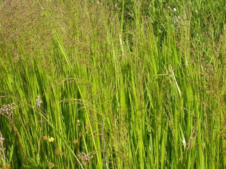 Glycéries (Glyceria)
