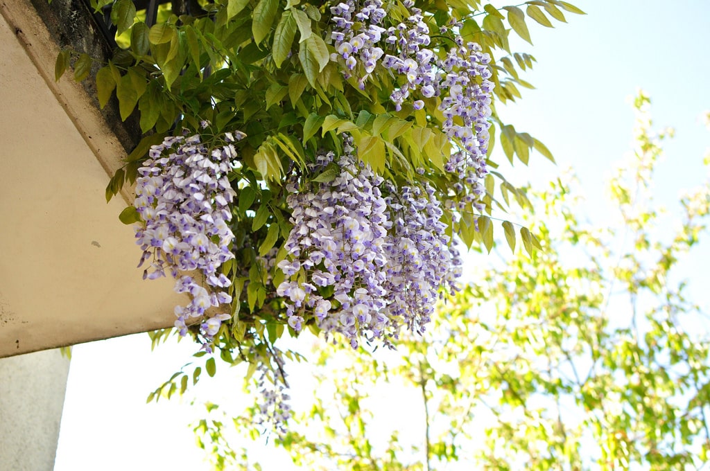 Glycine (Glycine)
