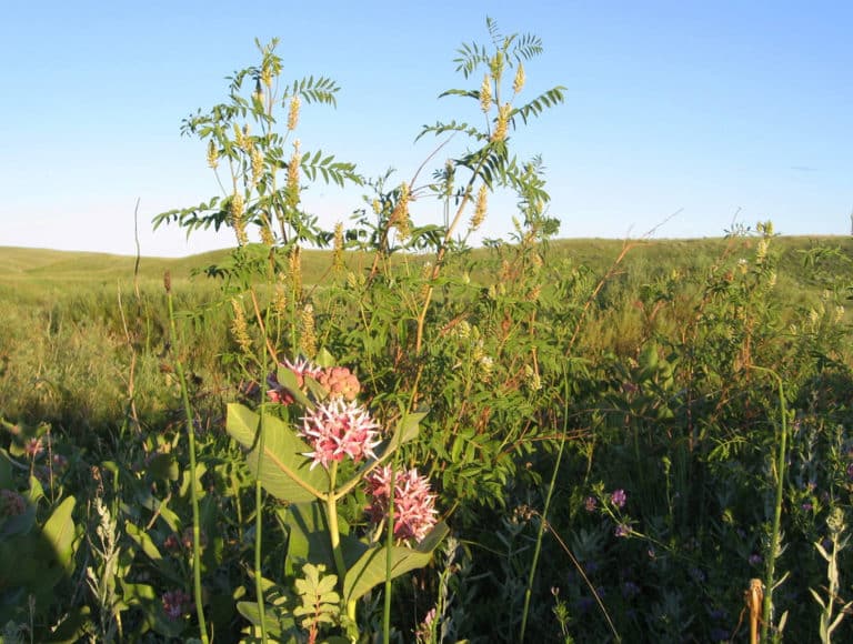 Glycyrrhiza (Glycyrrhiza)