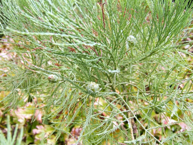 Glyptostrobus (Glyptostrobus)