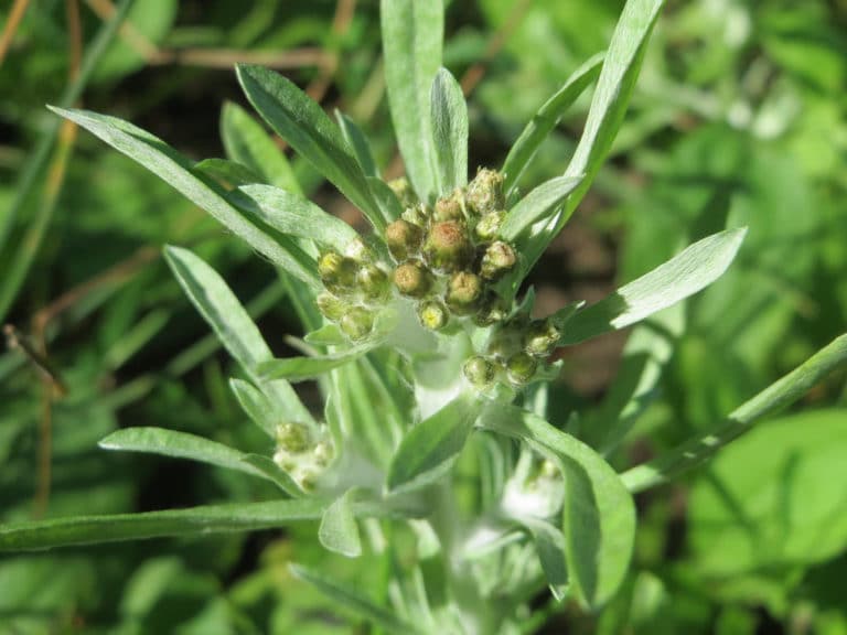 Gnaphale (Gnaphalium)